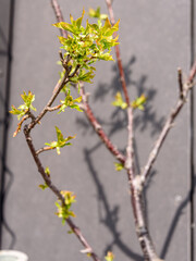 Young leaves of a cherry tree on a roof terrace in Vienna