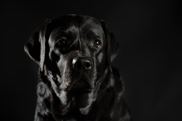 Obraz premium portrait of a black labrador on a black background in a low key