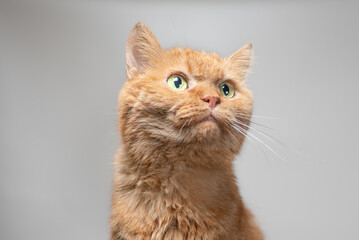 Fototapeta na wymiar disheveled, indignant red cat on a gray background