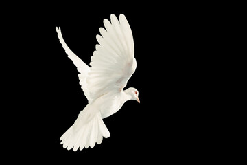 Fototapeta na wymiar White dove flying on black background and Clipping path .freedom concept and international day of peace 2023