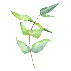 Watercolor green leaves elements. Botanical isolated on white background suitable for Wedding Invitation, save the date, thank you, or greeting card.