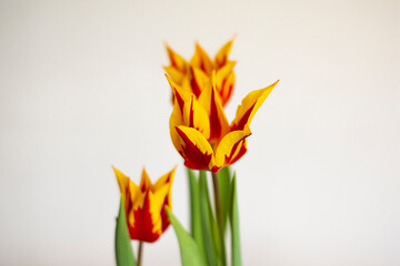 Yellow-red unfolded tulips on a white background in sunlight. Flowers.