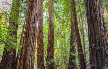 Towering Pines, Muir Woods National Monument