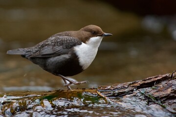 White-throated dipper on a creek in Sweden - 584617298