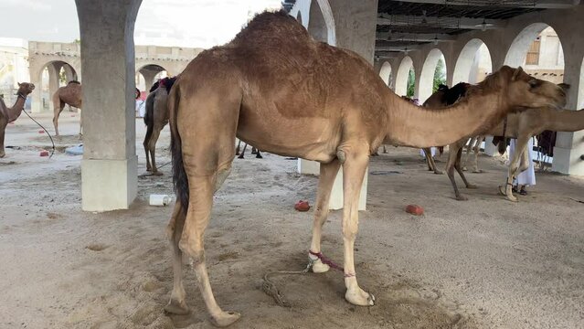 camels resting in the shade of the farm, one hump camels, desert, middle east, qatar