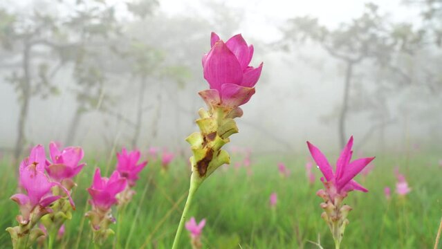 Pink siam tulip(Curcuma sessilis) flowers blooming in the fog.