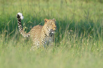 Leopard (Panthera pardus) standing in grass, looking for prey, Masai Mara National Reserve, Kenya, Africa