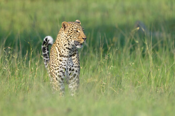 Leopard (Panthera pardus) standing in grass, looking for prey, Masai Mara National Reserve, Kenya, Africa