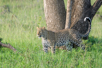 Leopard (Panthera pardus) standing in bush, looking up, Masai Mara National Reserve, Kenya, Africa