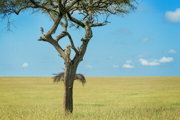 Cheetah (Acinonyx jubatus) in acacia tree, looking over savanna, Masai Mara National Reserve, Kenya, Africa