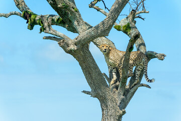 Cheetah (Acinonyx jubatus) standing  in acacia tree, Masai Mara National Reserve, Kenya, Africa