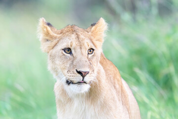 Obraz na płótnie Canvas Lion cub (Panthera leo) portrait, Masai mara national reserve, Kenya.