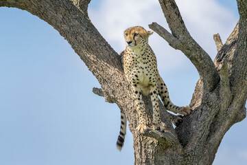 Fototapeta na wymiar Cheetah (Acinonyx jubatus) sitting in acacia tree, Masai Mara National Reserve, Kenya, Africa