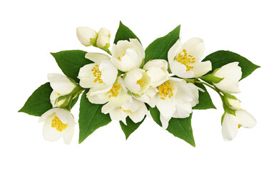 Jasmine flowers and leaves in a floral arrangement isolated on white or transparent background