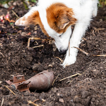 explosive detection dog finds a mine or grenade