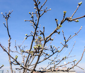 Fresh buds of a budding apple tree on a roof terrace in Vienna with blue sky in the background