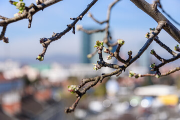 Fresh buds of a budding apple tree on a roof terrace in Vienna with skyscrapers in the background