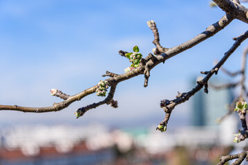 Fresh buds of a budding apple tree on a roof terrace in Vienna with skyscrapers in the background