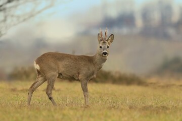 Naklejka na ściany i meble A beautiful roebuck standing on the meadow. Capreolus capreolus. Roe deer in the nature habitat.