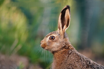 Close up portrait of a european hare. Lepus europaeus. Wildlife scene with a cute young hare.