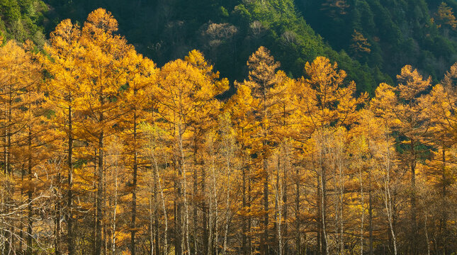 黄葉したカラマツ林、秋のイメージ