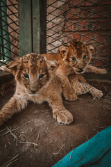 Two Lion Cubs in zoo 