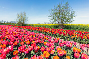 Fototapeta na wymiar Tulip flowers field in spring.