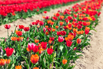 Tulip field farm in spring flowers in bloom