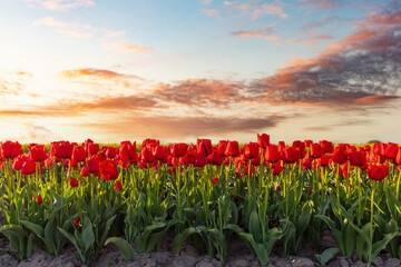 Tulip flowers field at sunset in spring
