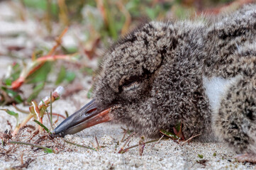 Eurasian Oystercatcher (Haematopus ostralegus) chick in Barents Sea coastal area, Russia