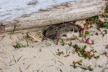 Eurasian Oystercatcher (Haematopus ostralegus) chick in Barents Sea coastal area, Russia