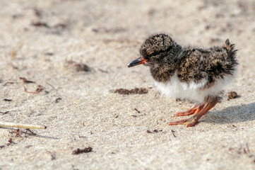 Eurasian Oystercatcher (Haematopus ostralegus) chick in Barents Sea coastal area, Russia