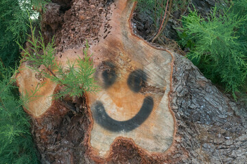 Large tree trunk cut down. Spray painted face on the cut part of the tree trunk.