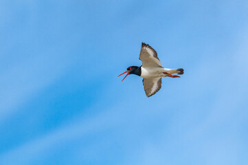 Eurasian Oystercatcher (Haematopus ostralegus) in Barents Sea coastal area, Russia