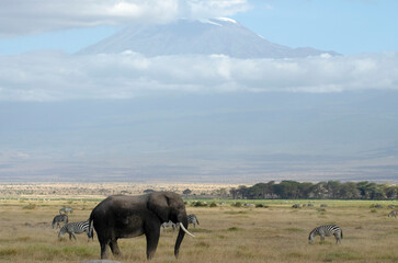 elephants in the savannah