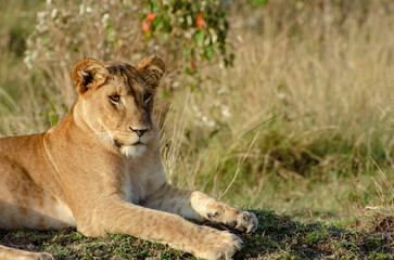 lion in the grass