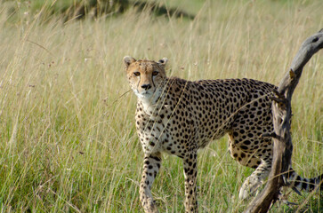 cheetah in serengeti