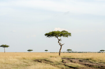 Plakat tree in the savannah