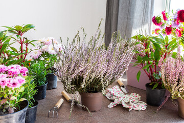 Planting autumn flowers in pots, decorating a balcony or terrace in autumn, heather planting, chrysanthemums and impatiens, rosemary and pepper