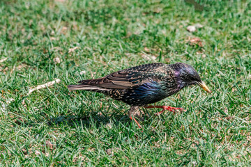 Common Starling (Sturnus vulgaris) in park