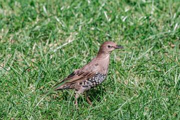 Molting Common Starling (Sturnus vulgaris) in park