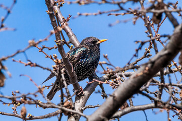 Common Starling (Sturnus vulgaris) in park