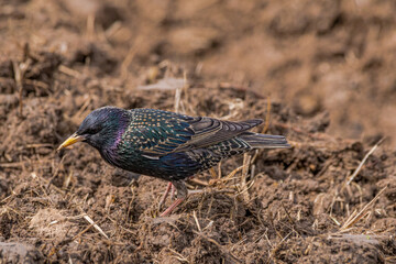 Common Starling (Sturnus vulgaris) in a field