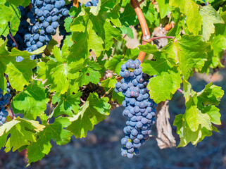 Grape variety Pinotage vine on the vine in the wine-growing region of Stellenbosch South Africa - 584626418