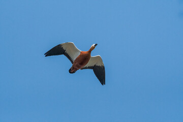Ruddy Shelduck (Tadorna ferruginea) in park pond