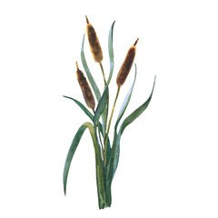 Watercolor reeds with leaves isolated on white background. Cattail plant, botany floral water reed cane field stem leaves seed. Hand painting isolaterd on white background.