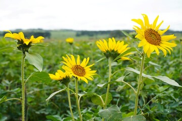 Obraz premium A Sunflower Field