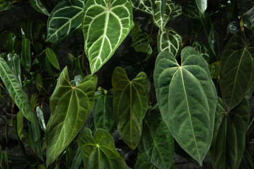 Anthurium crystallinum leaves stacked background.