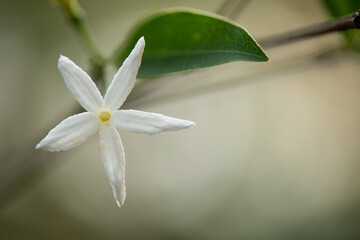 Obraz premium Prismatomeris flower on nature background.