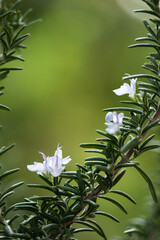 Rosemary flowers on nature background.